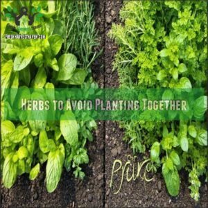 Herbs to Avoid Planting Together