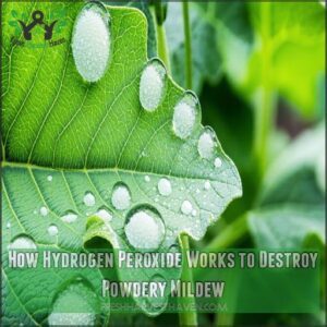 How Hydrogen Peroxide Works to Destroy Powdery Mildew