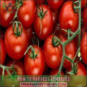 How to Harvest Tomatoes