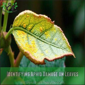 Identifying Aphid Damage on Leaves