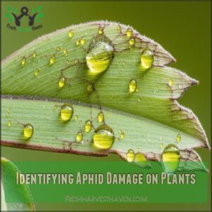 Identifying Aphid Damage on Plants