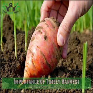 Importance of Timely Harvest