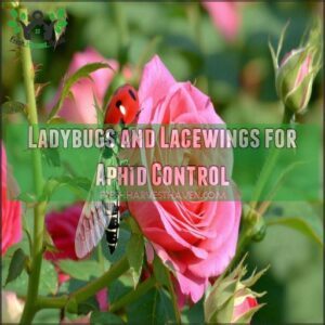 Ladybugs and Lacewings for Aphid Control