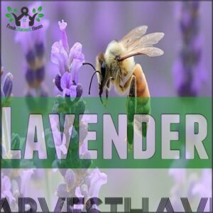 Lavender