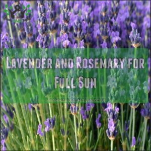 Lavender and Rosemary for Full Sun