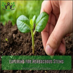 Layering for Herbaceous Stems