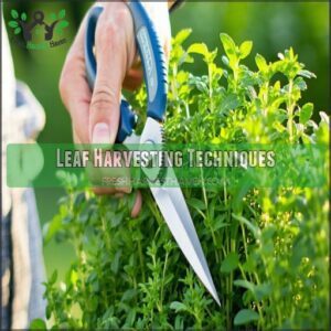 Leaf Harvesting Techniques