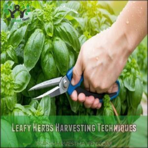 Leafy Herbs Harvesting Techniques