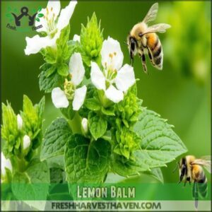 Lemon Balm