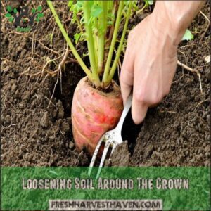 Loosening Soil Around The Crown