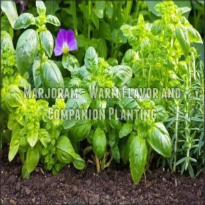 Marjoram - Warm Flavor and Companion Planting