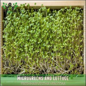 Microgreens and Lettuce