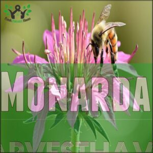 Monarda