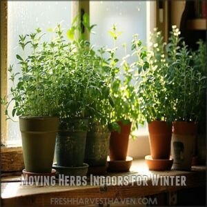 Moving Herbs Indoors for Winter