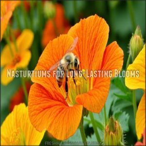 Nasturtiums for Long-Lasting Blooms