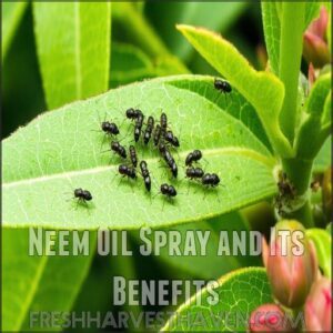 Neem Oil Spray and Its Benefits