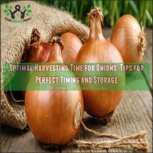 optimal harvesting time for onions