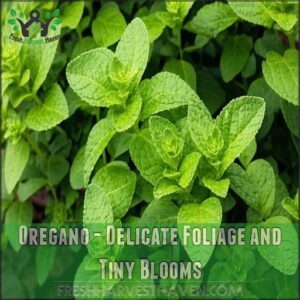 Oregano - Delicate Foliage and Tiny Blooms