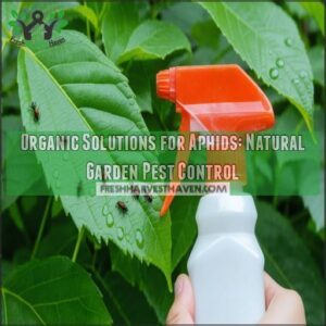 organic solutions for aphids