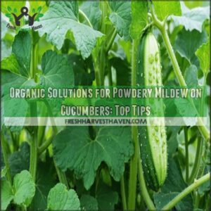 organic solutions for powdery mildew on cucumbers