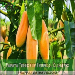 Papaya Trees for Tropical Climates