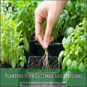 Planting Herb Cuttings and Divisions