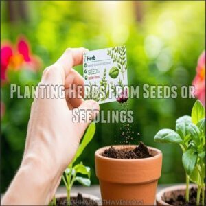 Planting Herbs From Seeds or Seedlings