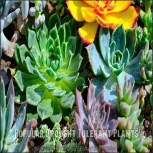 Popular Drought Tolerant Plants