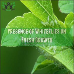 Presence of Whiteflies on Fresh Growth