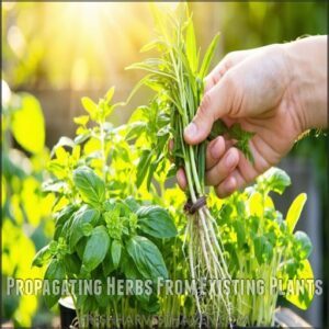 Propagating Herbs From Existing Plants