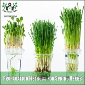 Propagation Methods for Spring Herbs