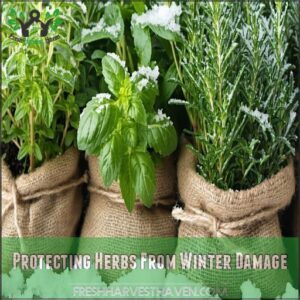 Protecting Herbs From Winter Damage