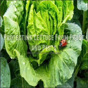 Protecting Lettuce From Frost and Pests