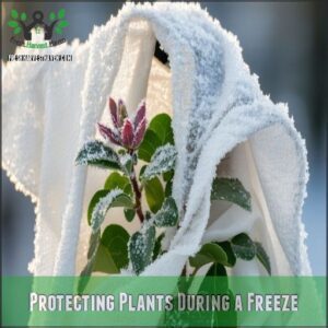 Protecting Plants During a Freeze