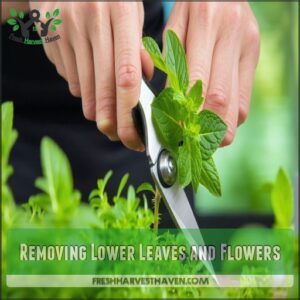 Removing Lower Leaves and Flowers