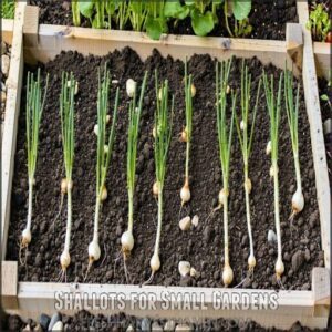 Shallots for Small Gardens