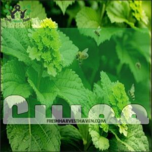 Shiso