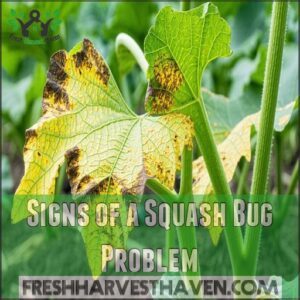 Signs of a Squash Bug Problem