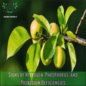 Signs of Nitrogen, Phosphorus, and Potassium Deficiencies