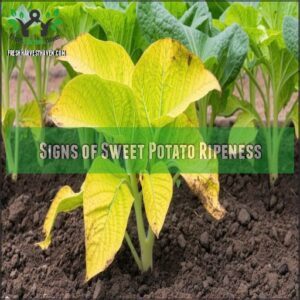 Signs of Sweet Potato Ripeness