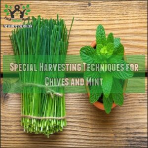 Special Harvesting Techniques for Chives and Mint