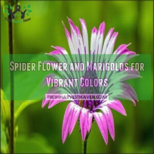 Spider Flower and Marigolds for Vibrant Colors