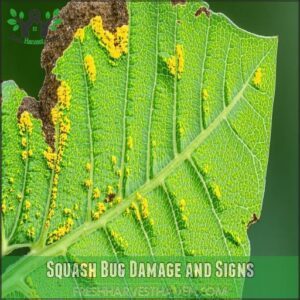 Squash Bug Damage and Signs