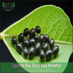 Squash Bug Eggs and Nymphs