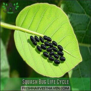 Squash Bug Life Cycle