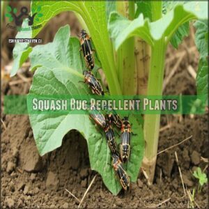 Squash Bug Repellent Plants