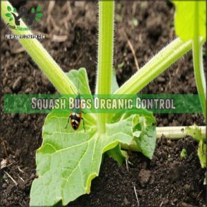 Squash Bugs Organic Control