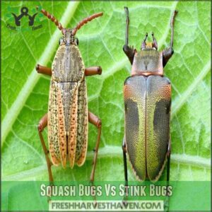 Squash Bugs Vs Stink Bugs