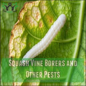 Squash Vine Borers and Other Pests