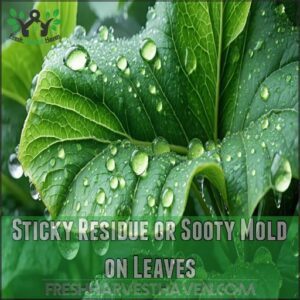 Sticky Residue or Sooty Mold on Leaves